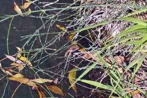 Sumergirte en la autenticidad del interior andaluz - Retiro Yoga Jaén
